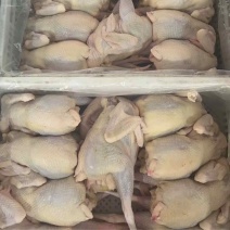 广东鸡白条