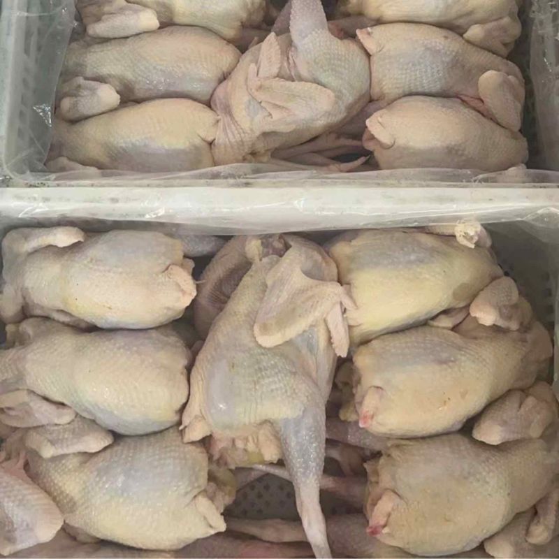 广东鸡白条