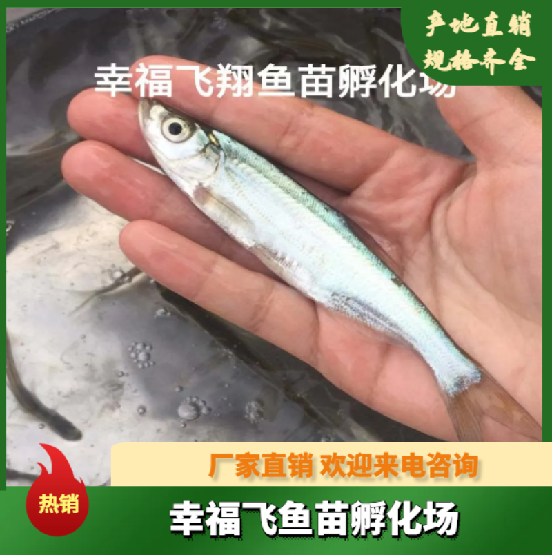 批发翘嘴白，翘嘴白水花，夏花。大白刁鱼苗