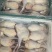 广东鸡白条