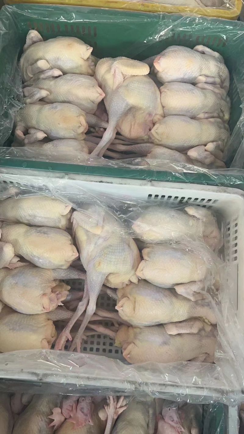 广东鸡白条