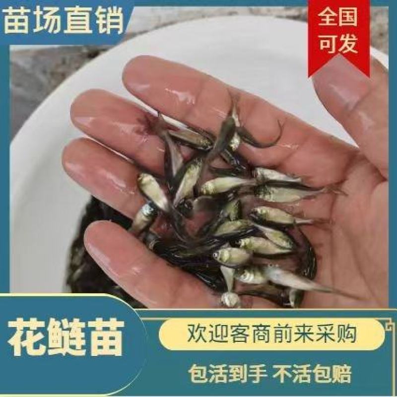 批发零售花鲢苗，花鲢水花，花鲢乌子，花鲢夏花花鲢寸苗