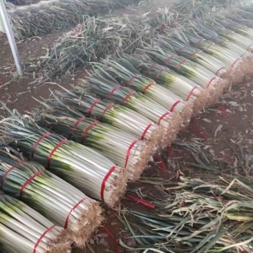 精品长白大葱