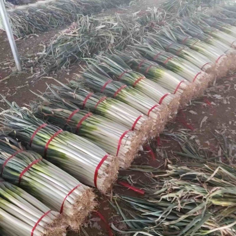 精品长白大葱