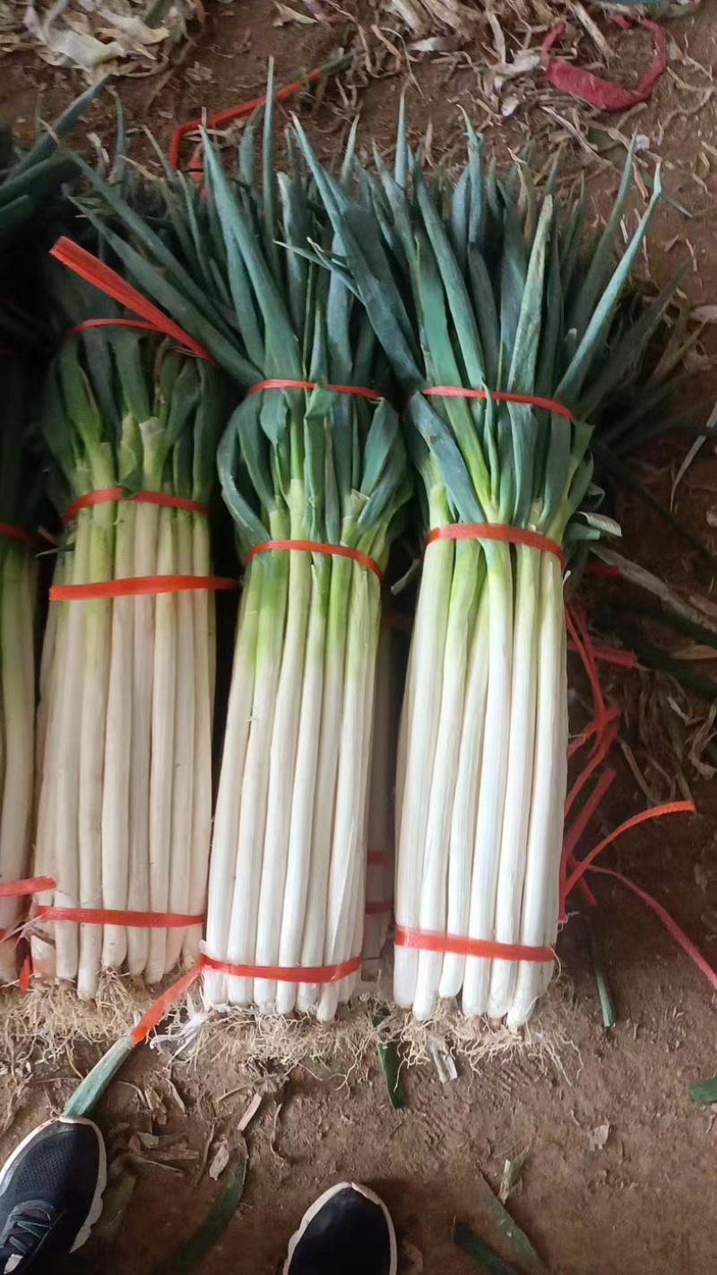 精品长白大葱