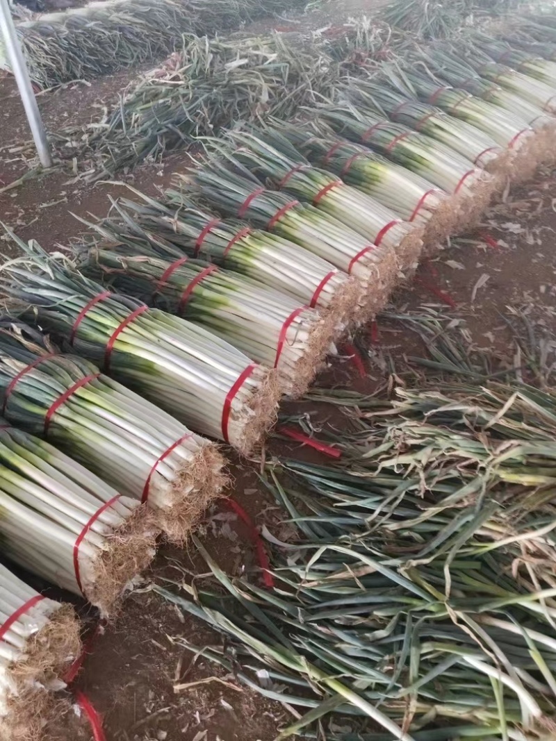 精品长白大葱