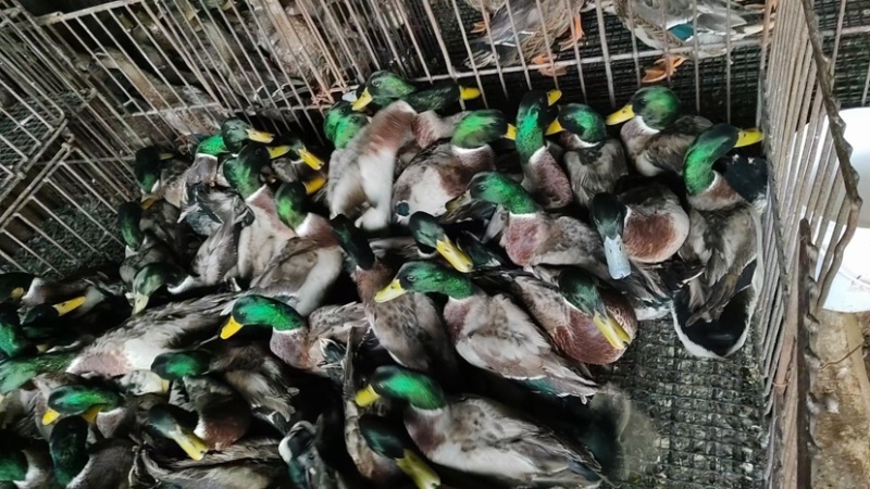 佛山青头鸭大花青白切鸭白斩鸭欢迎进店咨询品质保障