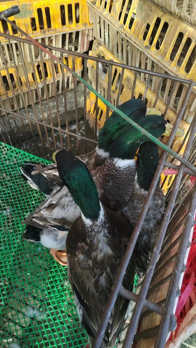 佛山青头鸭大花青白切鸭白斩鸭欢迎进店咨询品质保障