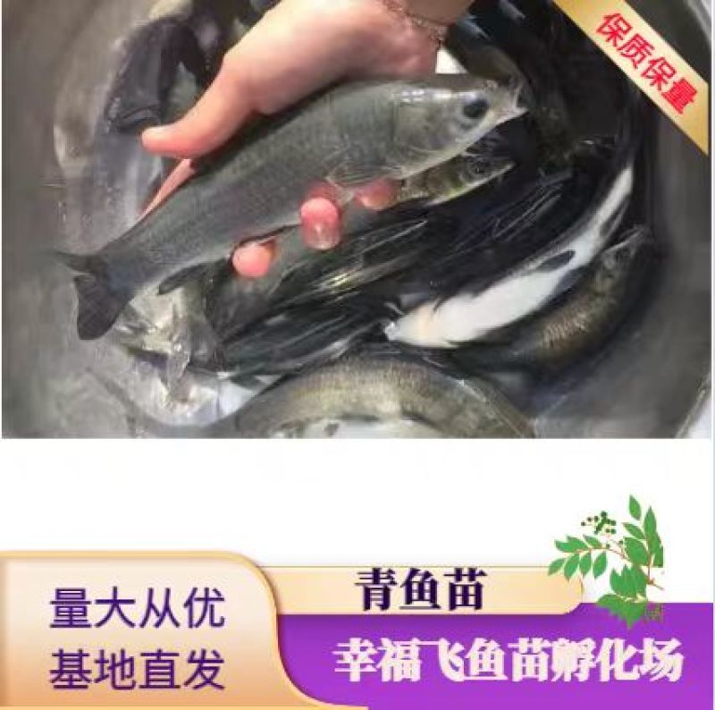 出售青鱼苗(黑鲩)苗，青鱼水花，夏花，寸片
