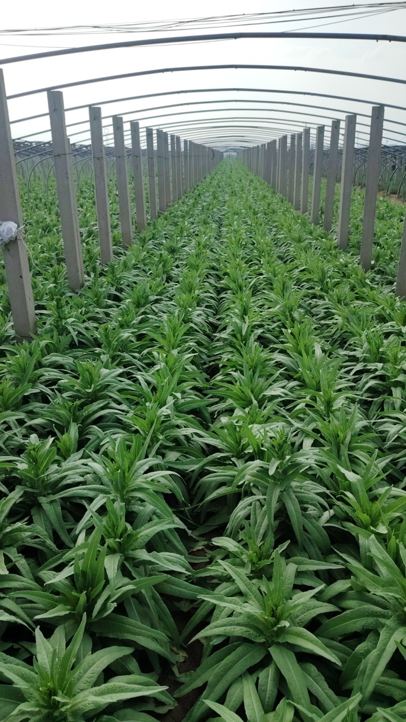 泰安三青莴苣山东莴苣热卖了价格便宜产地直发价欢迎联系