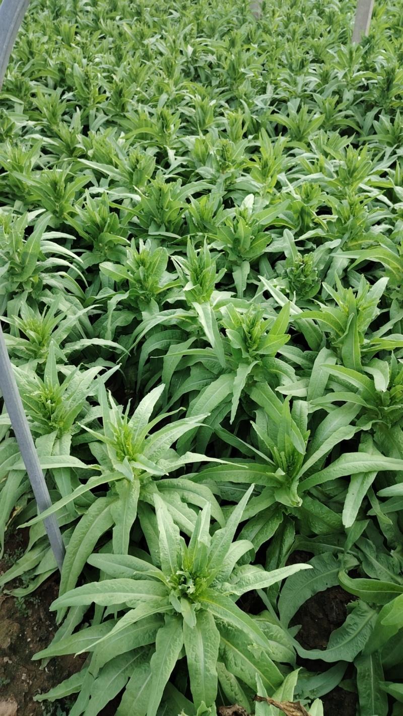 泰安三青莴苣山东莴苣热卖了价格便宜产地直发价欢迎联系