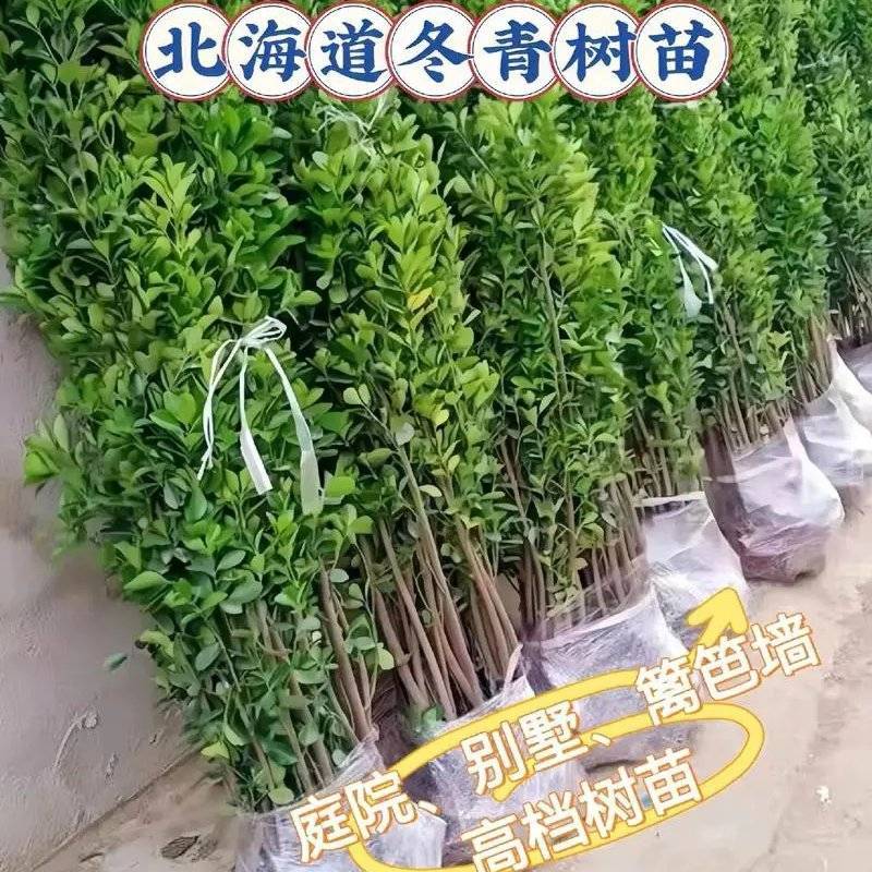北海道黄杨