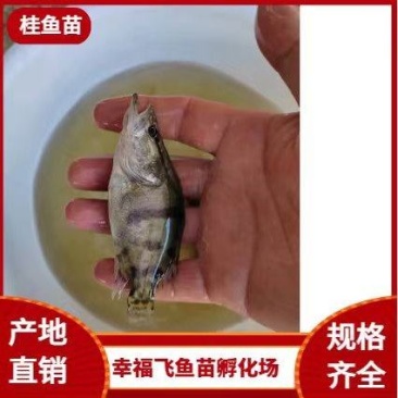 批发本地桂鱼苗，桂鱼苗鳜鱼苗长江原种