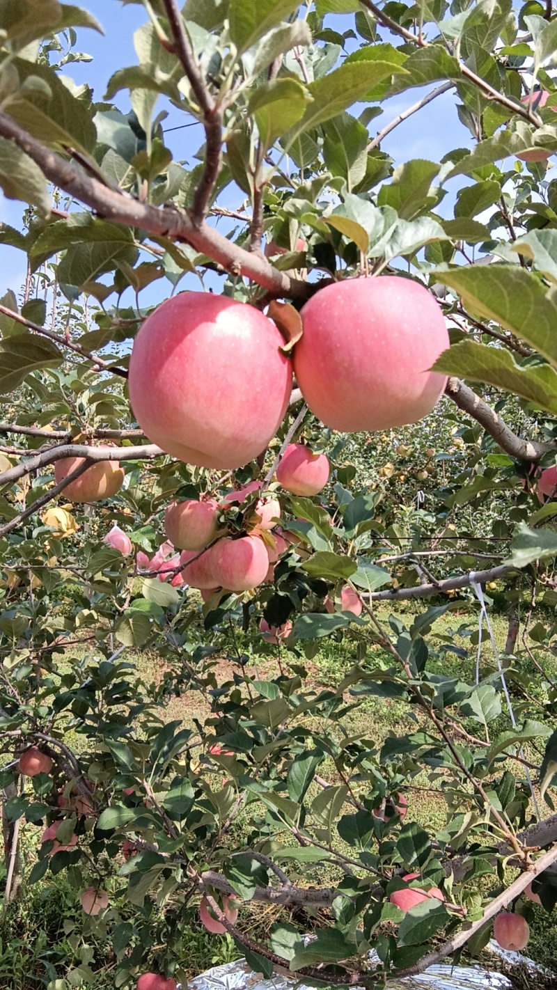 甘肃省平凉市灵台县富士苹果
