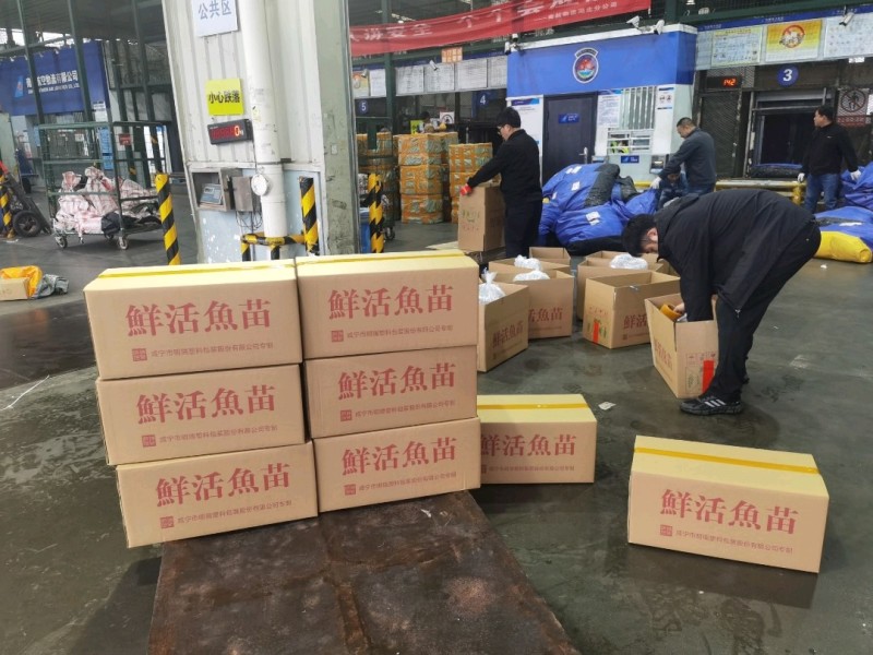 批发武昌鱼苗，鳊鱼苗(团头鲂)水花，武昌鱼夏花