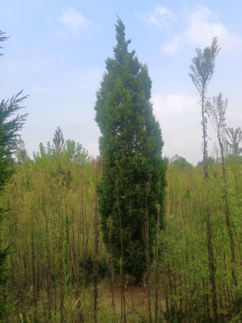 精品蜀桧（塔柏）规格齐全量大从优欢迎咨询