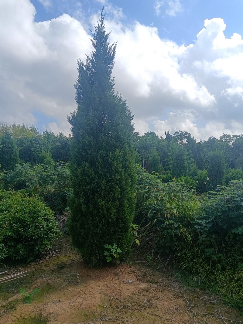 精品蜀桧（塔柏）规格齐全量大从优欢迎咨询