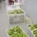 【泡菜】佛手瓜腌菜自家工厂生产视频看货欢迎采购联系