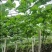【泡菜】佛手瓜腌菜自家工厂生产视频看货欢迎采购联系