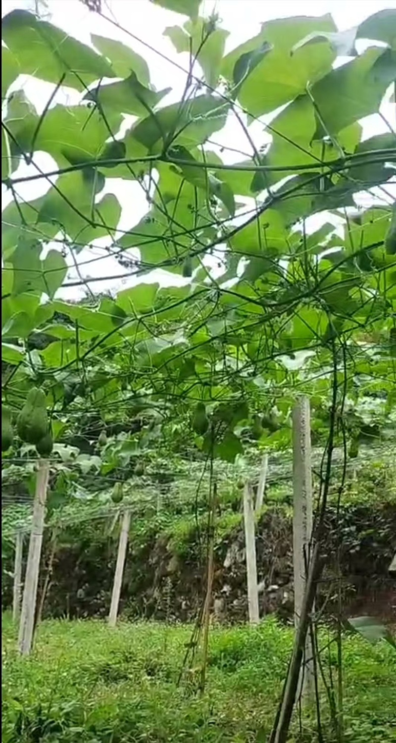 【泡菜】佛手瓜腌菜自家工厂生产视频看货欢迎采购联系