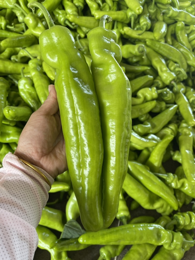 辣椒，优质尖椒，牛角椒，大量上市！提供冷库打冷！