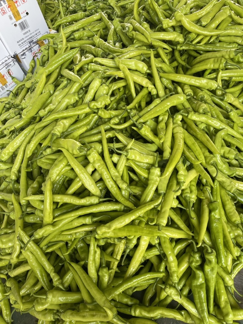 辣椒，优质尖椒，牛角椒，大量上市！提供冷库打冷！