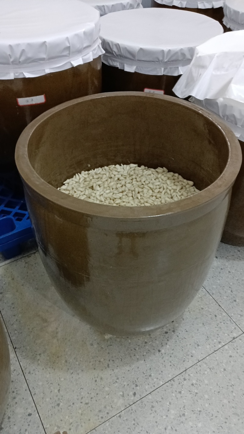 贵州茭头（葱果）大量上市服务齐全视频看货欢迎咨询