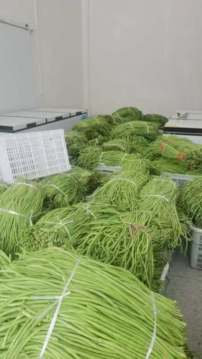 贵州黔南酸豆角源头生产价格实惠品质保障欢迎采购