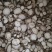 精品无硫白芷大量上市质量保证量大价优一手货源欢