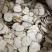 精品无硫白芷大量上市质量保证量大价优一手货源欢