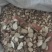 精品无硫白芷大量上市质量保证量大价优一手货源欢