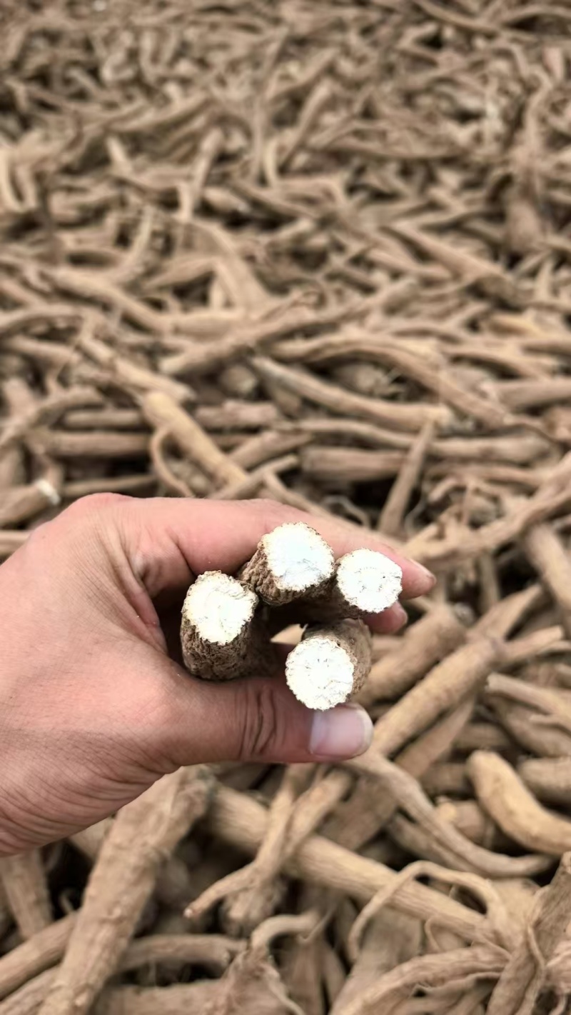 精品无硫白芷大量上市质量保证量大价优一手货源欢