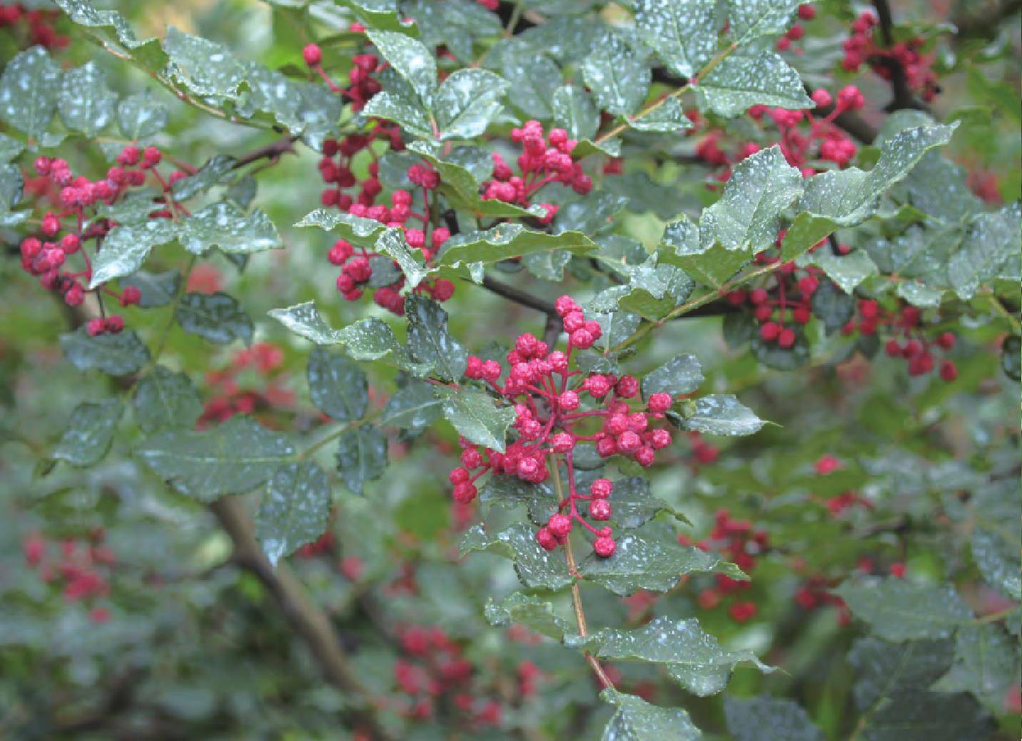 白胡椒植物生长在热带雨林中