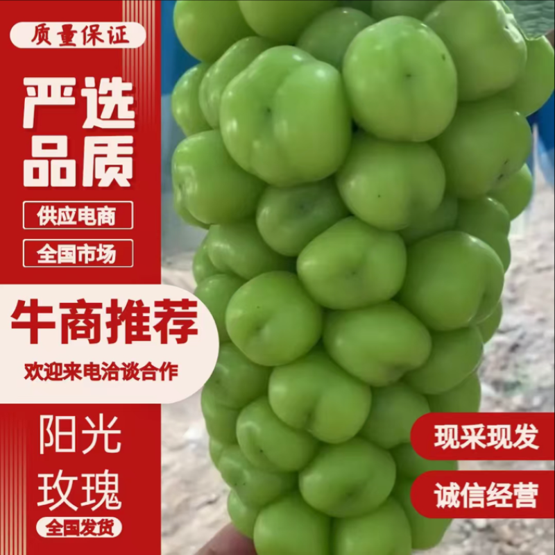 陕西精品雨棚套袋阳光玫瑰🌹，现已大量上市，产地直供