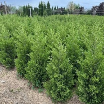 【质优】花木侧柏塔柏树苗松树苗蜀桧苗龙柏苗宝塔松柏树苗
