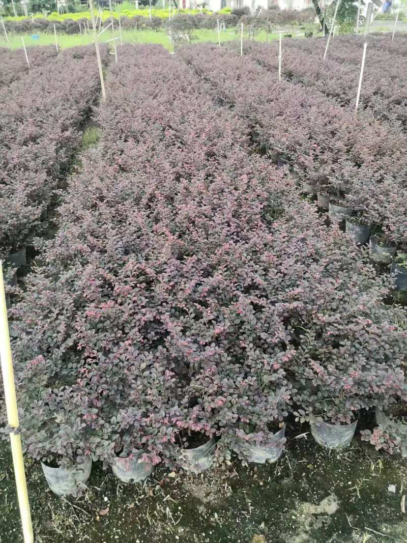 红继木