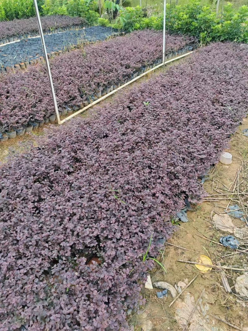 红继木