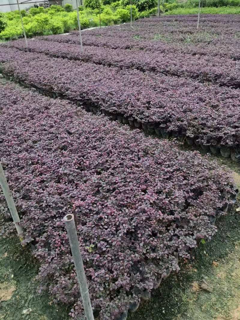红继木