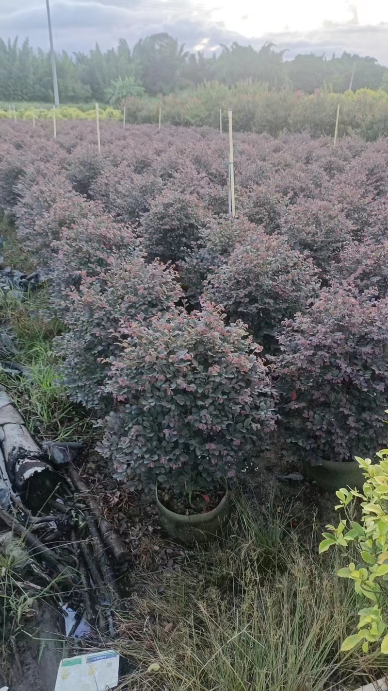 红继木