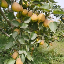 新疆库尔勒香梨，量大从优