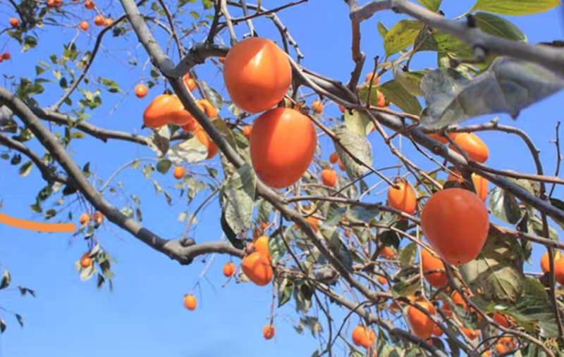 河南省灵宝市万亩柿子吊红，胭脂红火葫芦，大量上市