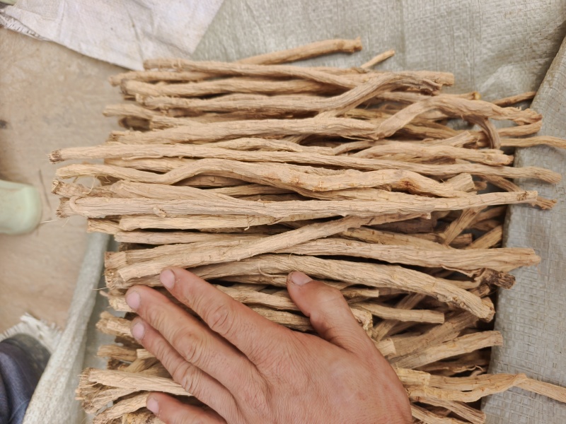 甘肃关防风节，精品货，人工筛选剪切，无硫？