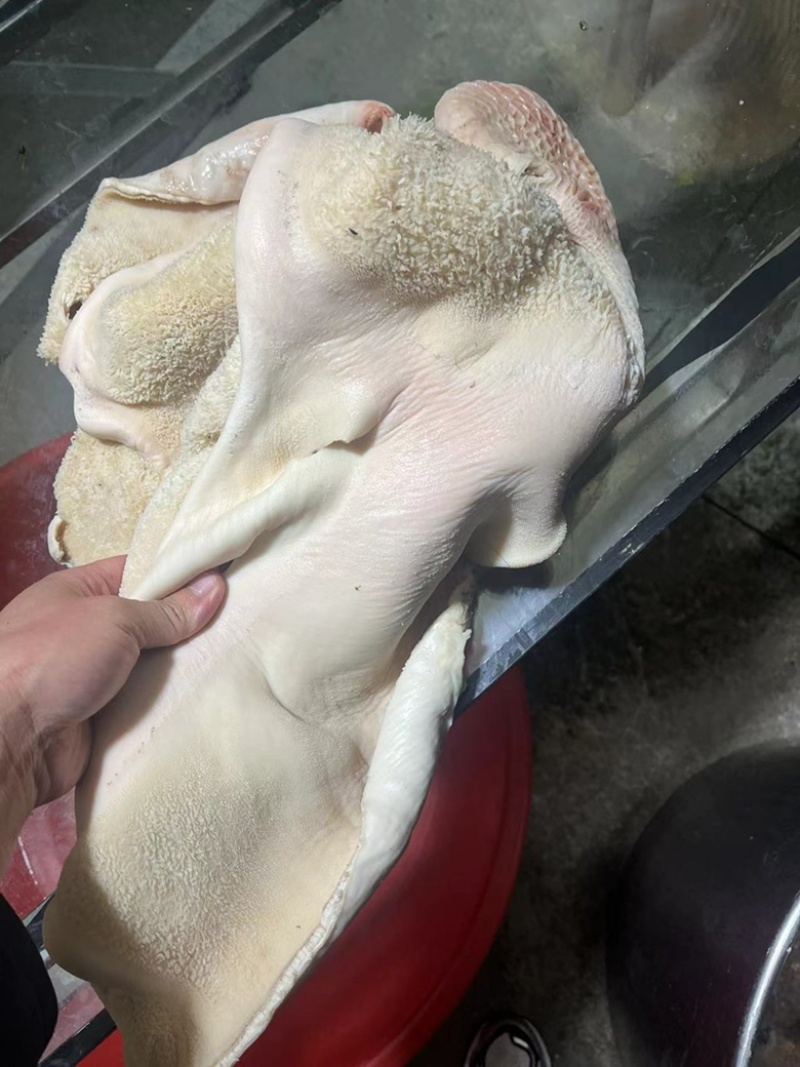 精品牛肚现货出售，干净不打碱不用药水。
