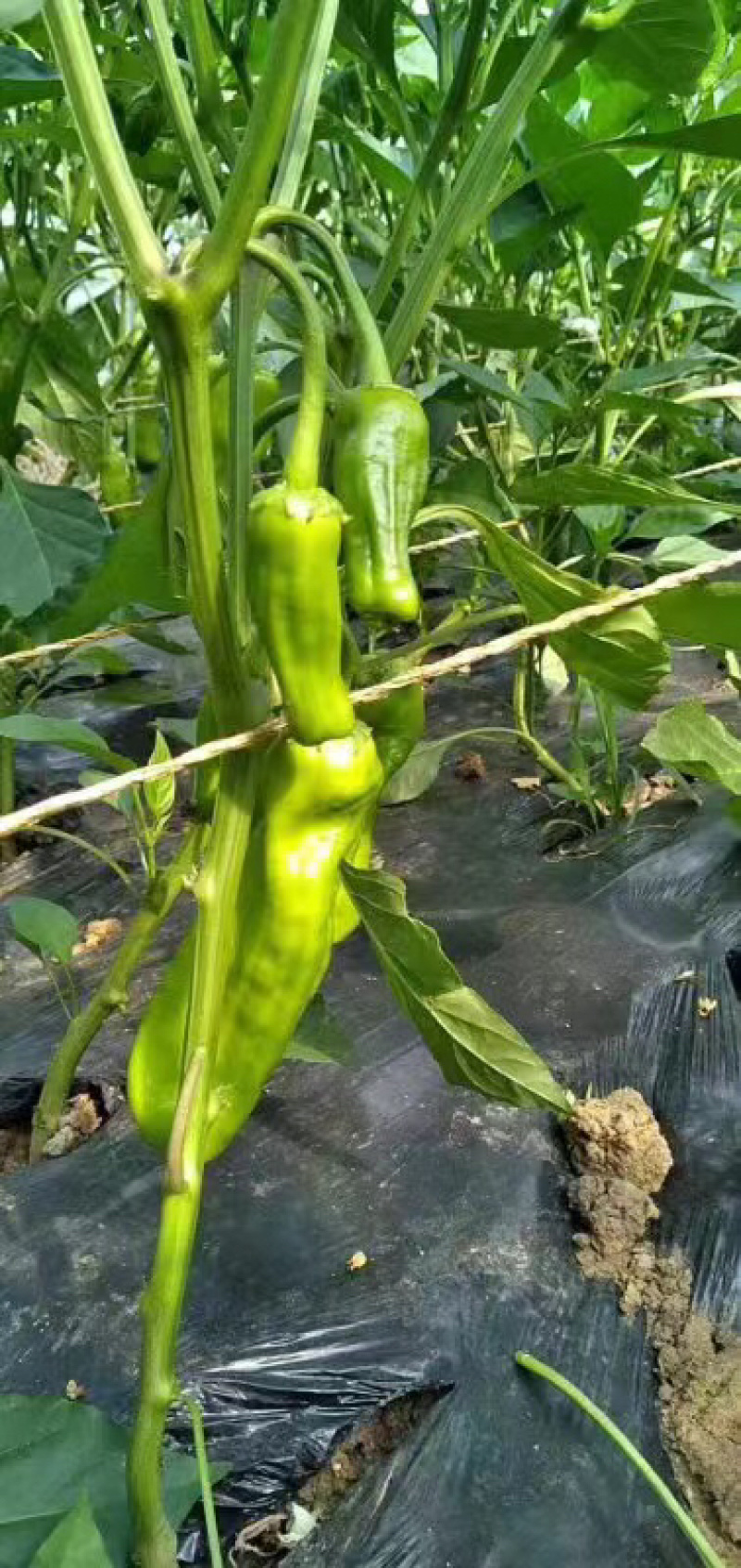 鲜辣椒薄皮辣椒芜湖椒基地供应全国直销欢迎各大老板采购
