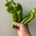 鲜辣椒薄皮辣椒芜湖椒基地供应全国直销欢迎各大老板采购