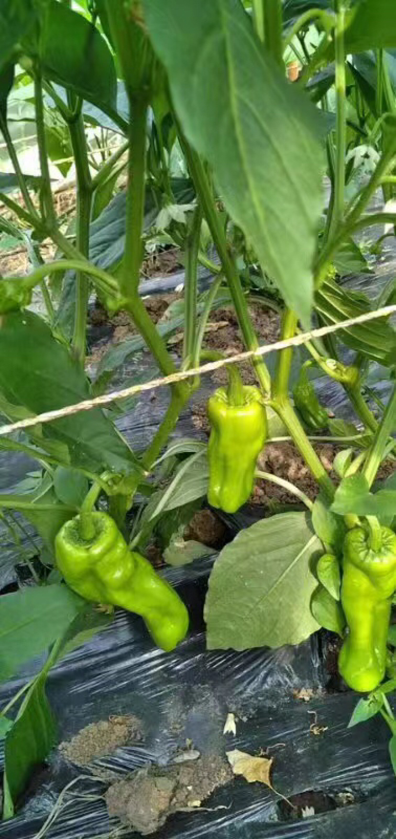 鲜辣椒薄皮辣椒芜湖椒基地供应全国直销欢迎各大老板采购