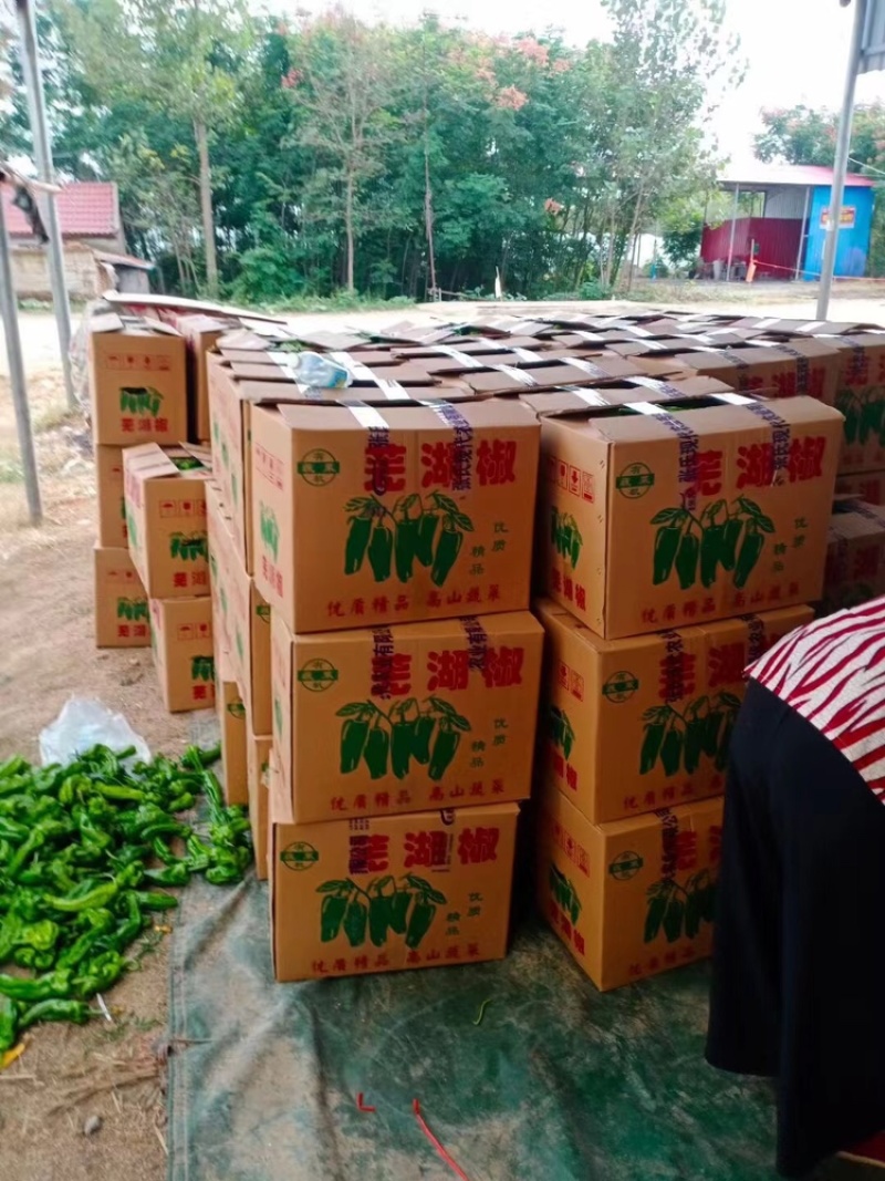 鲜辣椒薄皮辣椒芜湖椒基地供应全国直销欢迎各大老板采购