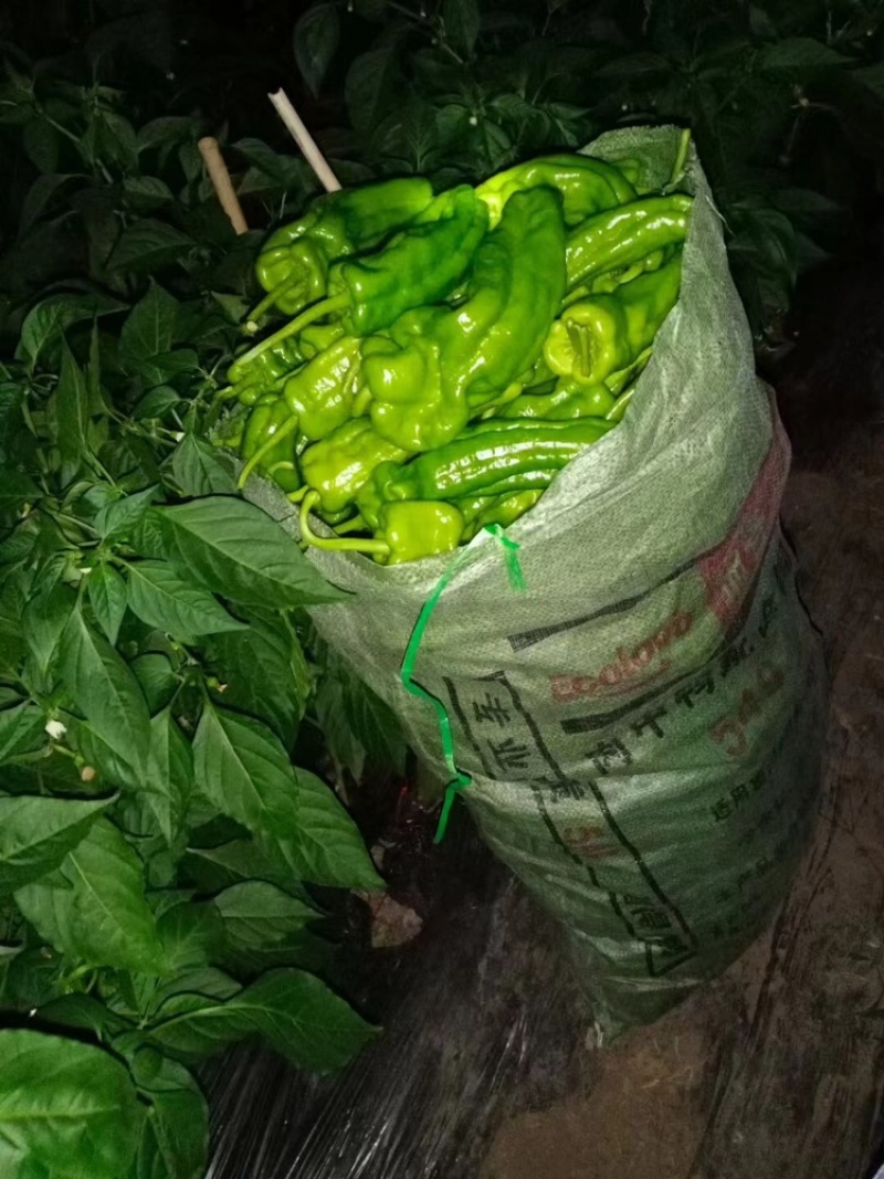 鲜辣椒薄皮辣椒芜湖椒基地供应全国直销欢迎各大老板采购