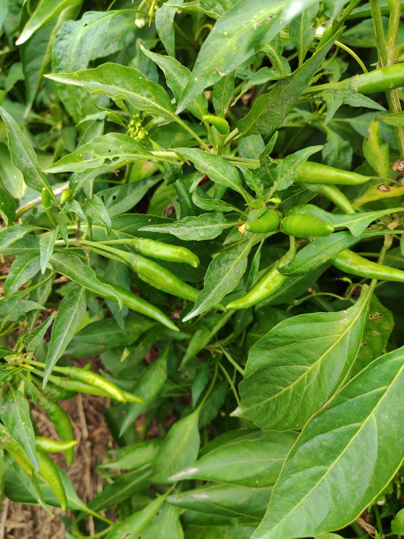 高辣小青椒