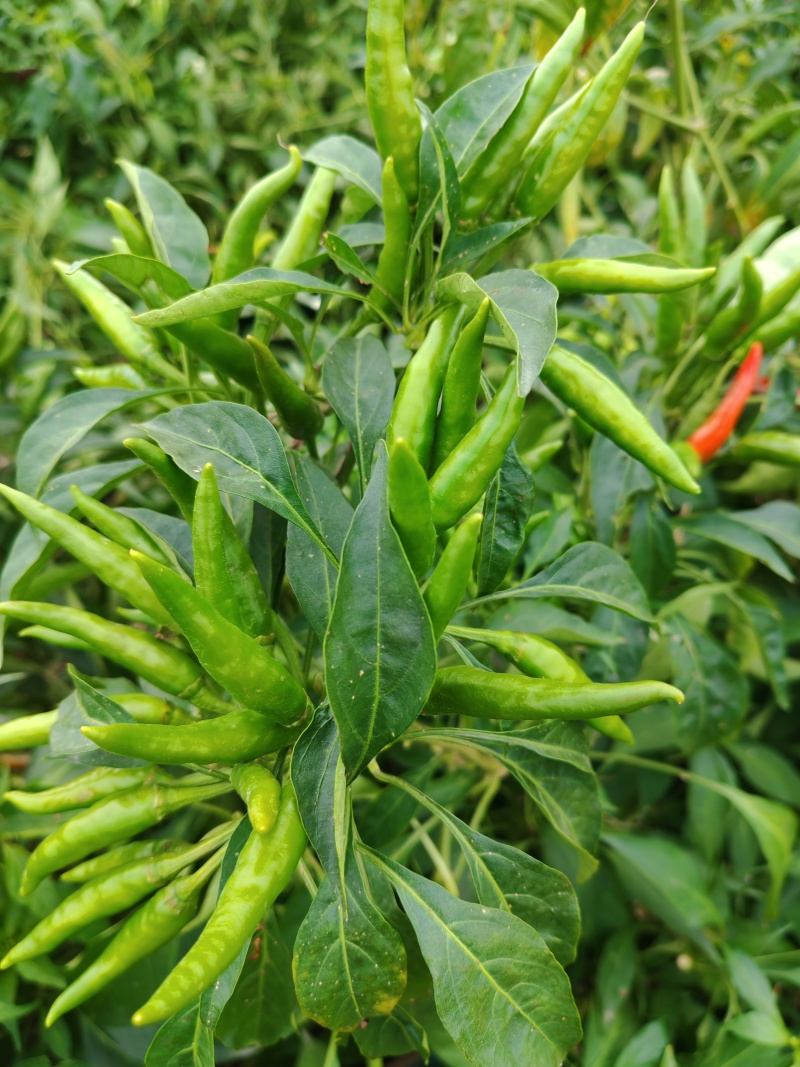 高辣小青椒